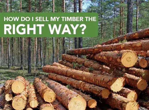 sell my timber
