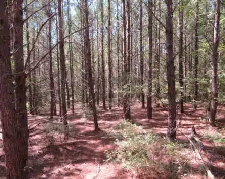 24010C_sand pine.comp