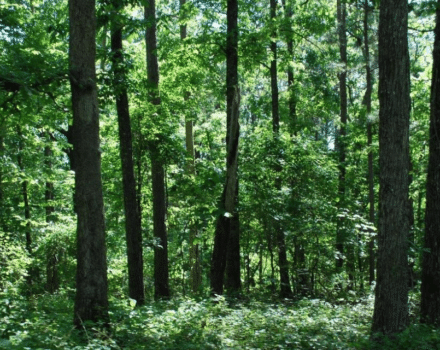 Forest Consultants in Perkinston