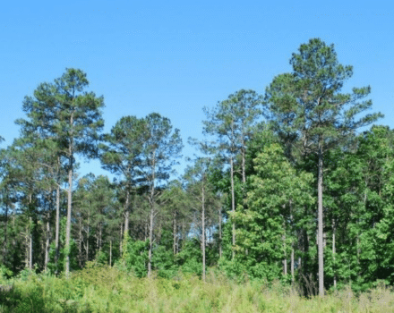 Nix pine 2