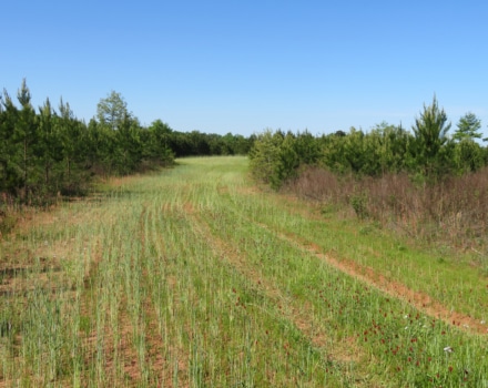 IMG_2936-FoodPlot_2020LobPL
