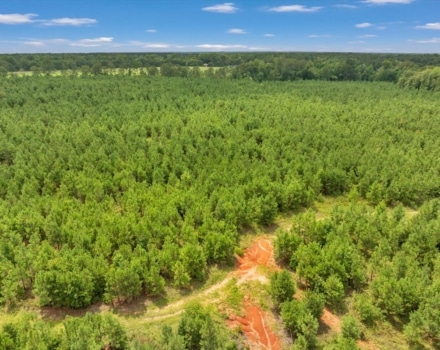 Old Macon Road Tract Pic