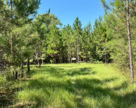 Layson Tract Food Plot