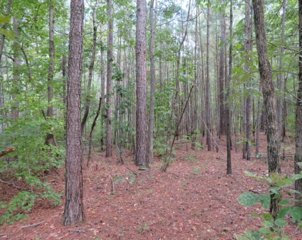 Piedmont Jackson Road Tract Loblolly Pine