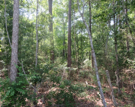 Natural Hardwood Burginville Road Tract C