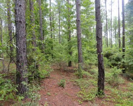 Dry Creek Tract Loblolly Pine