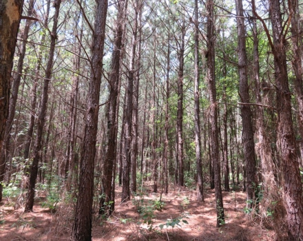 Brushy Creek Tract