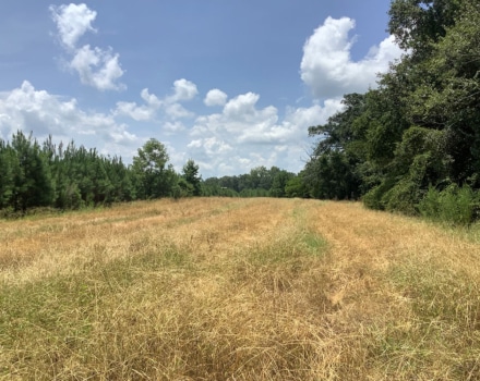 Damascus Tract