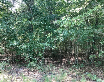 Highway 280 West Tract