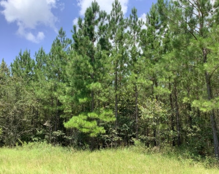 Highway 280 West Tract