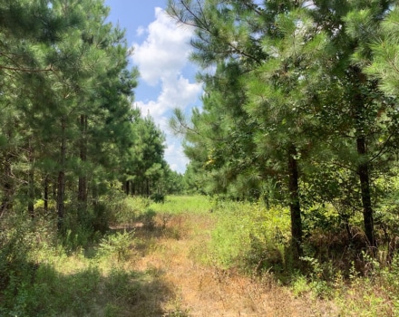 Highway 280 West Tract