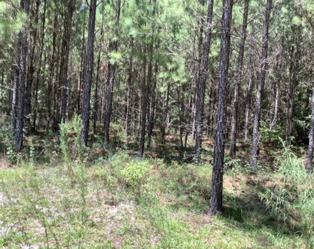 Highway 280 East Tract