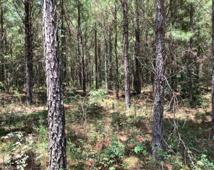 Highway 280 East Tract