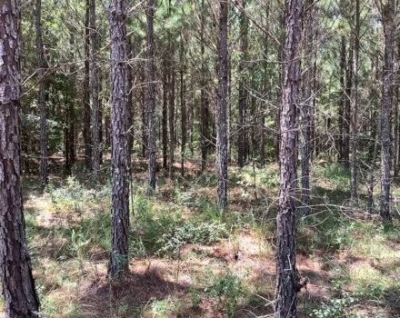 Highway 280 East Tract