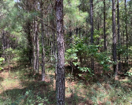 Highway 280 East Tract