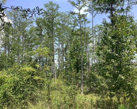 Highway 280 East Tract