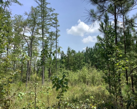 Highway 280 East Tract