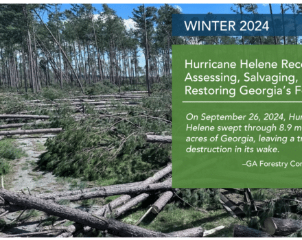 Hurricane Helene Recovery: Assessing, Salvaging, and Restoring Georgia’s Forests