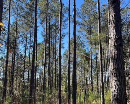 Red Oak Plantation Tract