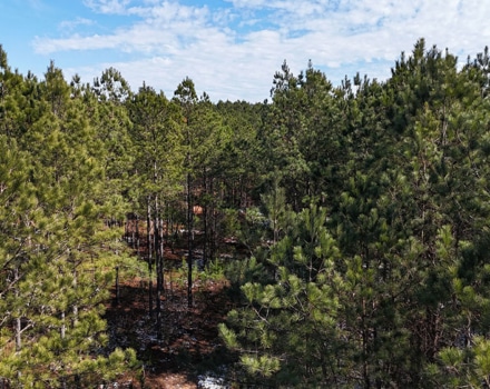 DJI_20250124133607_0115_D