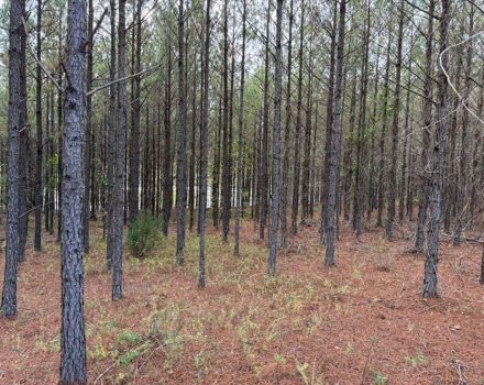 Jackson Toler Tract