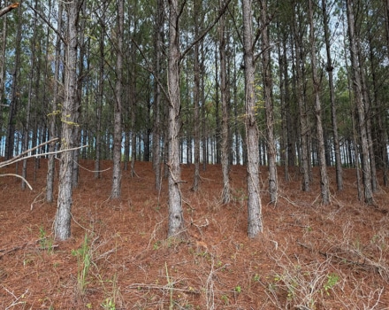 Jackson Toler Tract