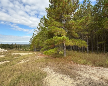 Jackson Toler Tract