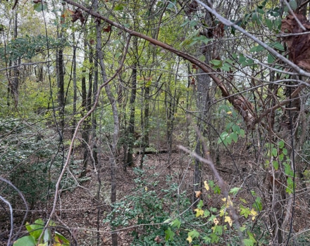 Jackson Toler Tract