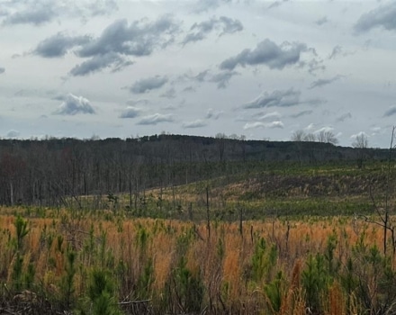 Delta Dream Tract 10