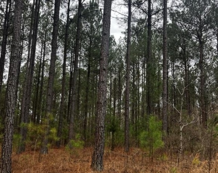 Delta Dream Tract 10