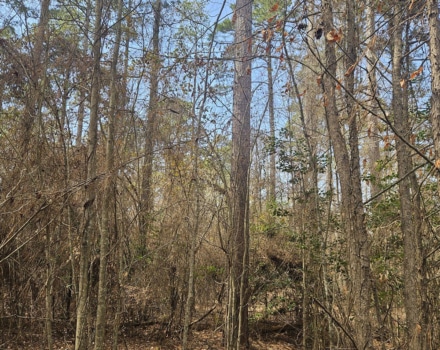 Bowman North Tract