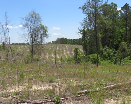 Pineville Road Tract B