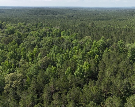 Myrtlewood