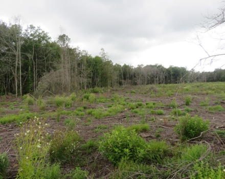 Goat Hill Road Tract