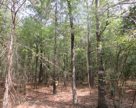 Clyde Place Vivian Tract
