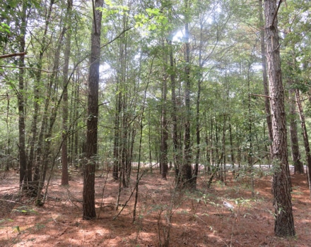 Clyde Place Vivian Tract