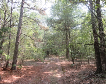 Clyde Place Vivian Tract
