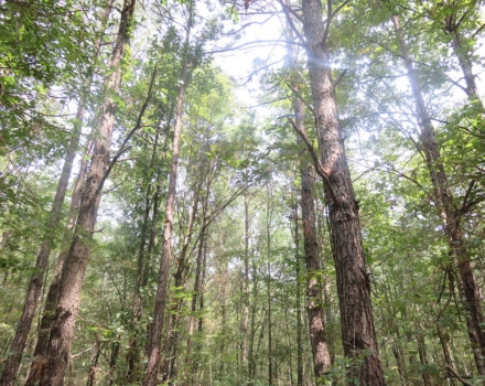 Clyde Place Vivian Tract