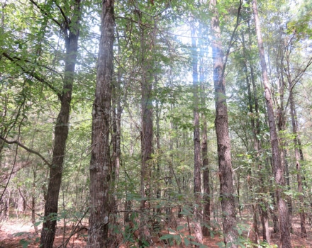 Clyde Place Vivian Tract
