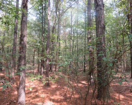 Clyde Place Vivian Tract