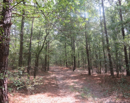 Clyde Place Vivian Tract