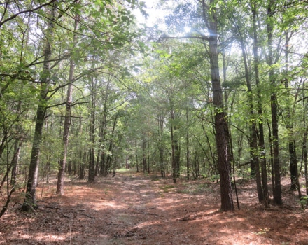 Clyde Place Vivian Tract