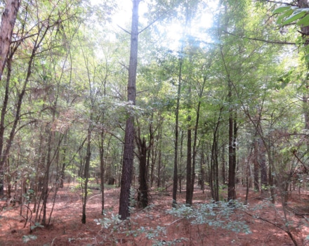 Clyde Place Vivian Tract