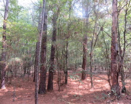 Clyde Place Vivian Tract