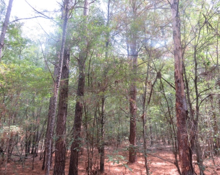 Clyde Place Vivian Tract