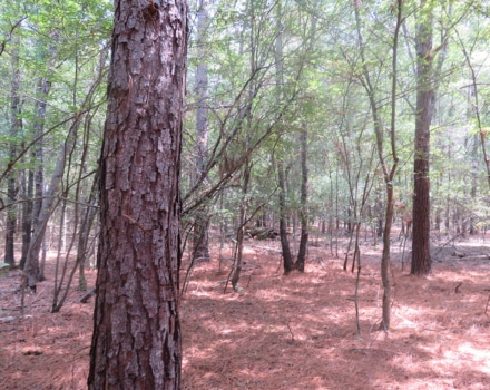Clyde Place Vivian Tract