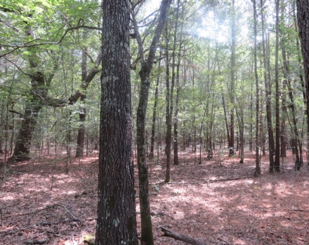 Clyde Place Vivian Tract