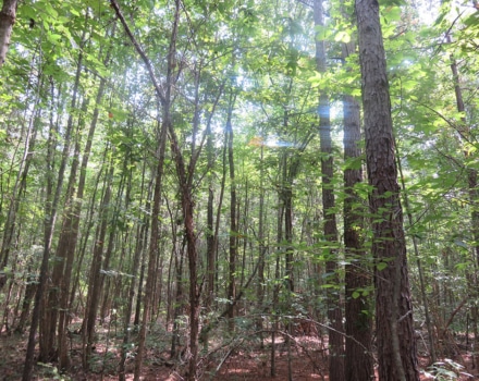 Clyde Place Vivian Tract