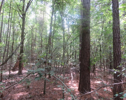 Clyde Place Vivian Tract