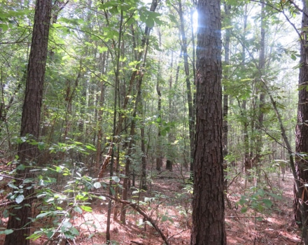 Clyde Place Vivian Tract